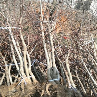 大棉球山楂苗種植技術與專業(yè)咨詢指南