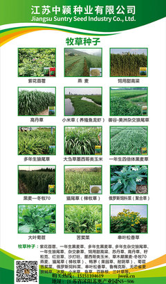 深耕苗木種植，專業(yè)咨詢服務助力綠色產(chǎn)業(yè)發(fā)展